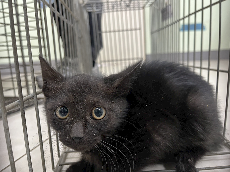 金門縣動物收容中心,編號:441704, 混種貓                 