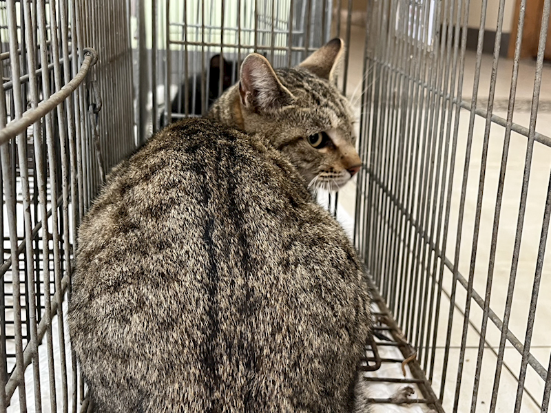金門縣動物收容中心,編號:441700, 混種貓                 
