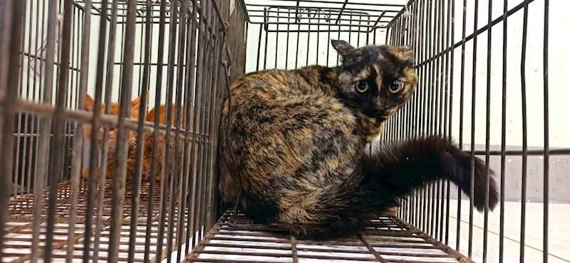 金門縣動物收容中心,編號:441703, 混種貓                 