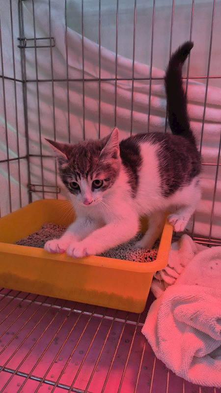 新北市八里區公立動物之家,編號:441628, 混種貓                 