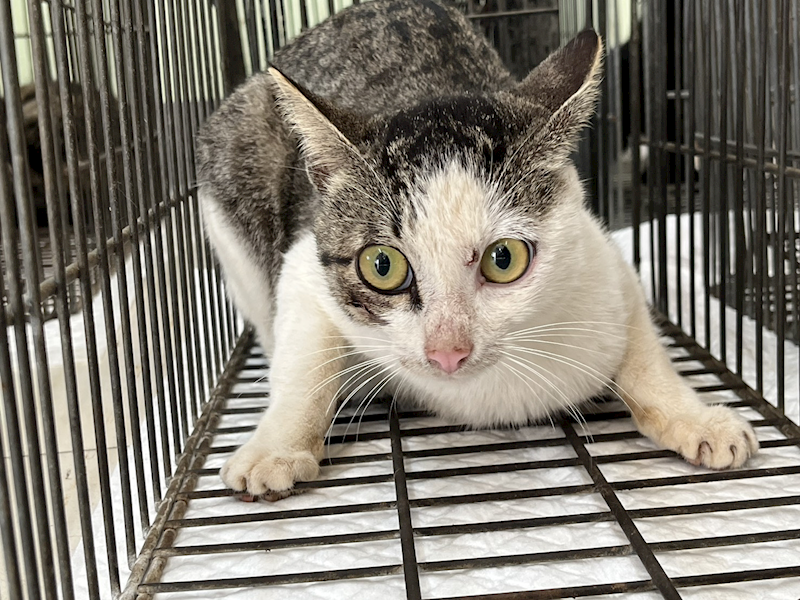 金門縣動物收容中心,編號:441702, 混種貓                 