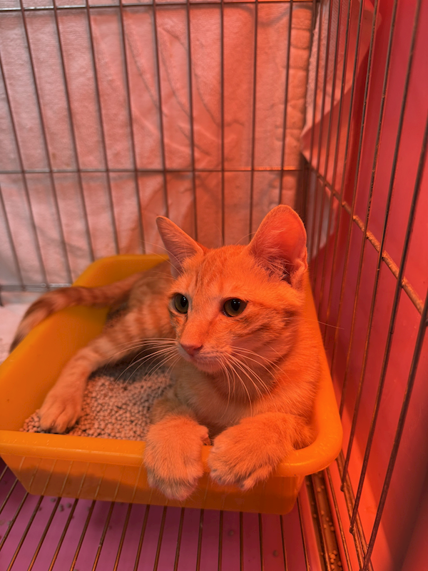 新北市八里區公立動物之家,編號:441630, 混種貓                 