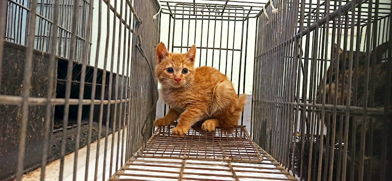 金門縣動物收容中心,編號:441701, 混種貓                 