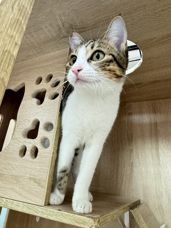 新北市八里區公立動物之家,編號:441624, 混種貓                 