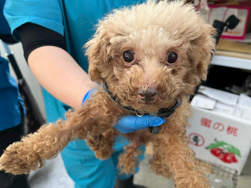 臺北市動物之家,編號:439138, 貴賓犬        