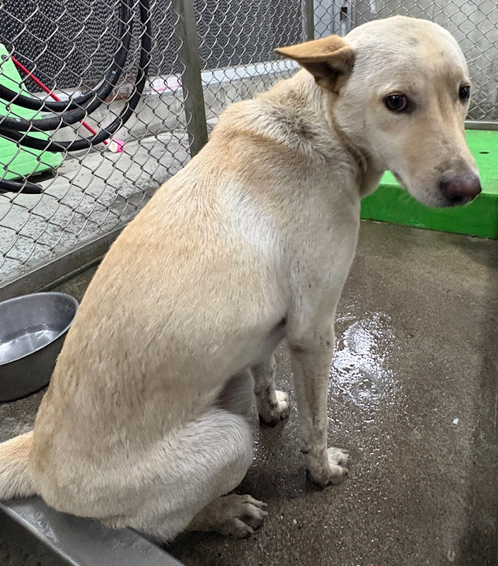 臺東縣動物收容中心,編號:441718, 混種犬          