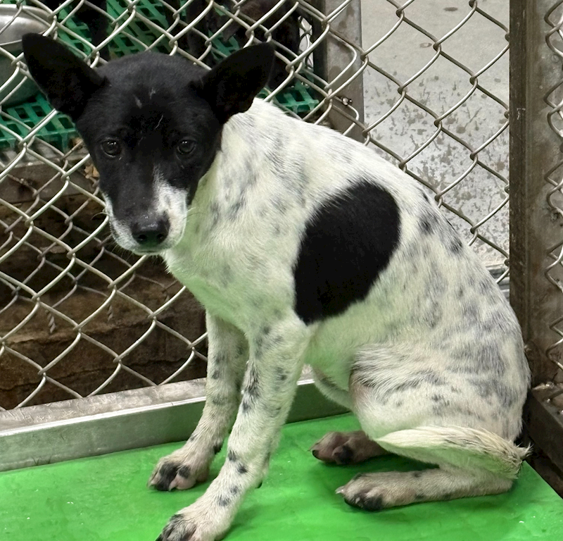 臺東縣動物收容中心,編號:441717, 混種犬          