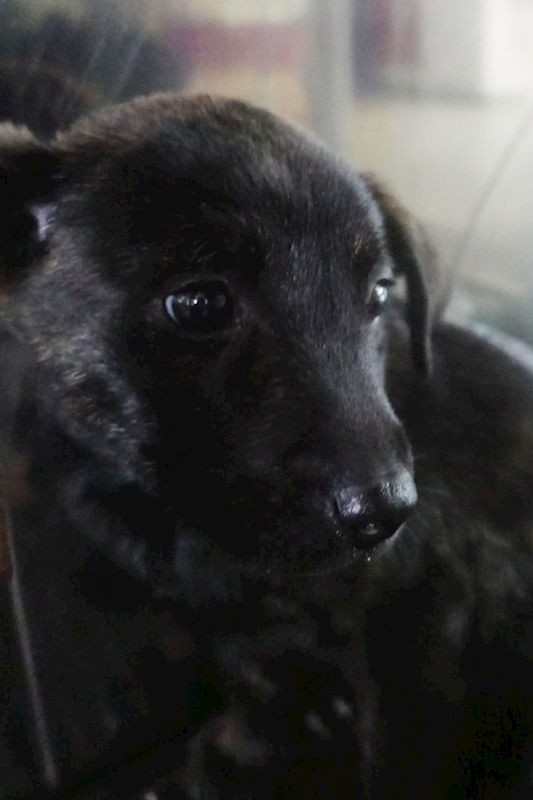 宜蘭縣流浪動物中途之家,編號:441698, 混種犬          