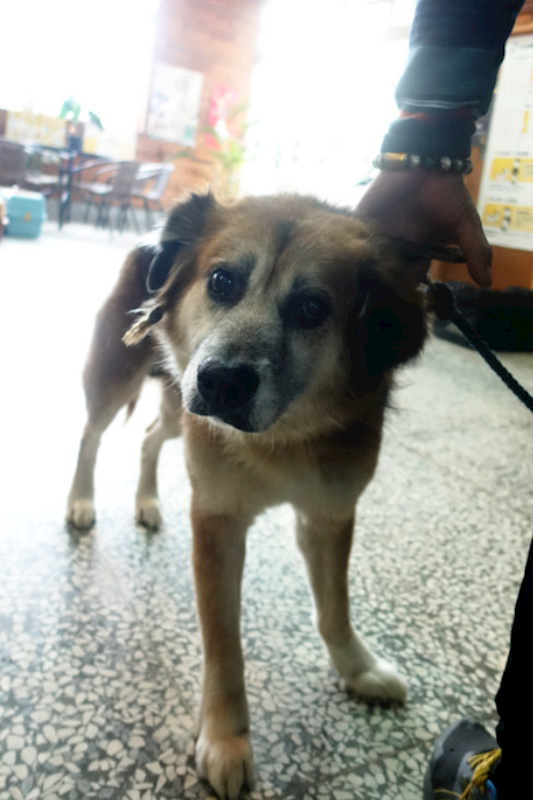 宜蘭縣流浪動物中途之家,編號:441693, 混種犬          