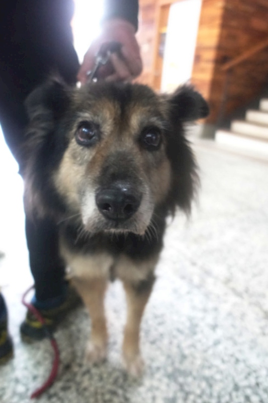 宜蘭縣流浪動物中途之家,編號:441692, 混種犬          