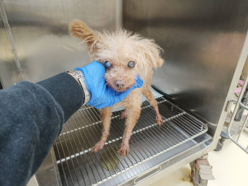 新竹市動物保護教育園區,編號:437353, 貴賓犬        