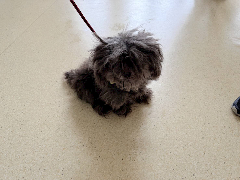 新竹市動物保護教育園區,編號:439142, 貴賓犬        