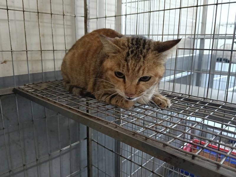 新竹市動物保護教育園區,編號:440217, 混種貓                 