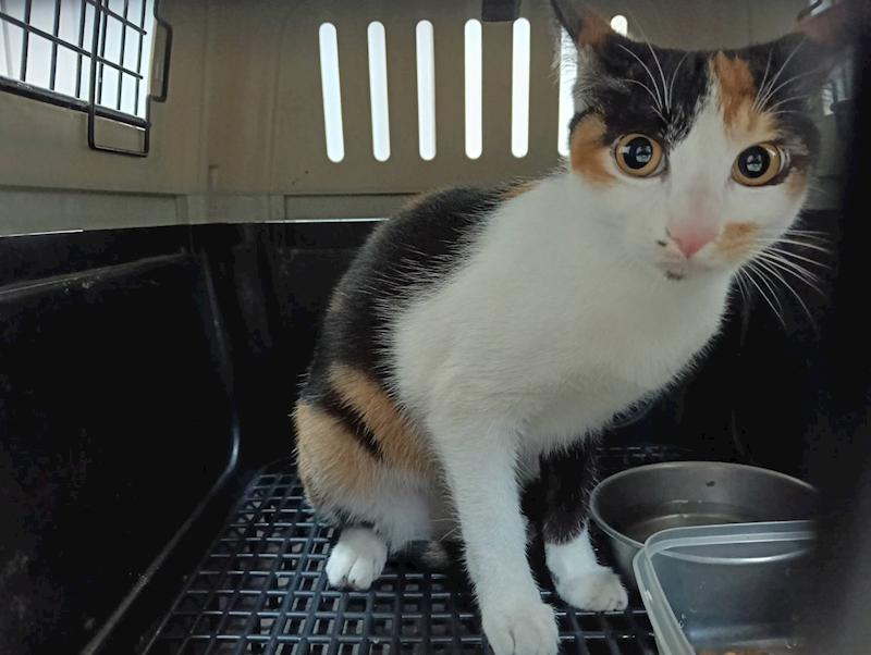 新竹市動物保護教育園區,編號:439289, 混種貓                 