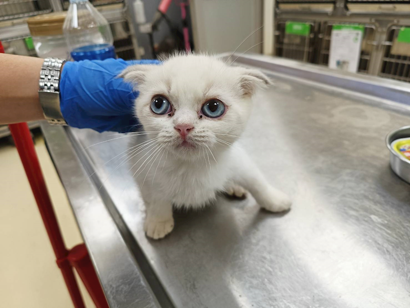 新竹市動物保護教育園區,編號:433940, 混種貓                 