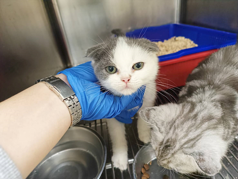 新竹市動物保護教育園區,編號:433922, 混種貓                 