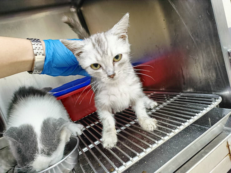 新竹市動物保護教育園區,編號:433923, 混種貓                 