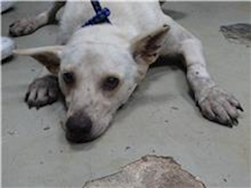 臺北市動物之家,編號:31438, 混種犬          