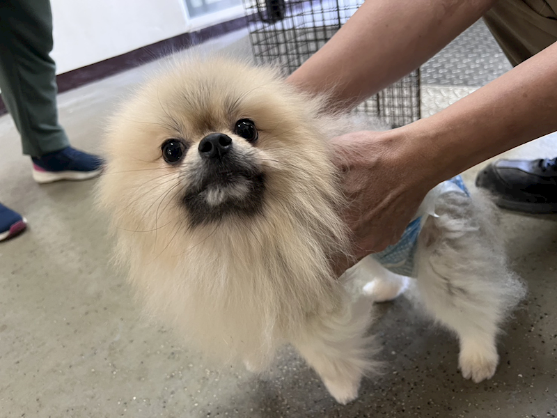 桃園市動物保護教育園區,編號:441810, 博美犬         