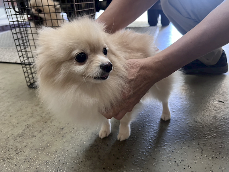 桃園市動物保護教育園區,編號:441809, 博美犬         