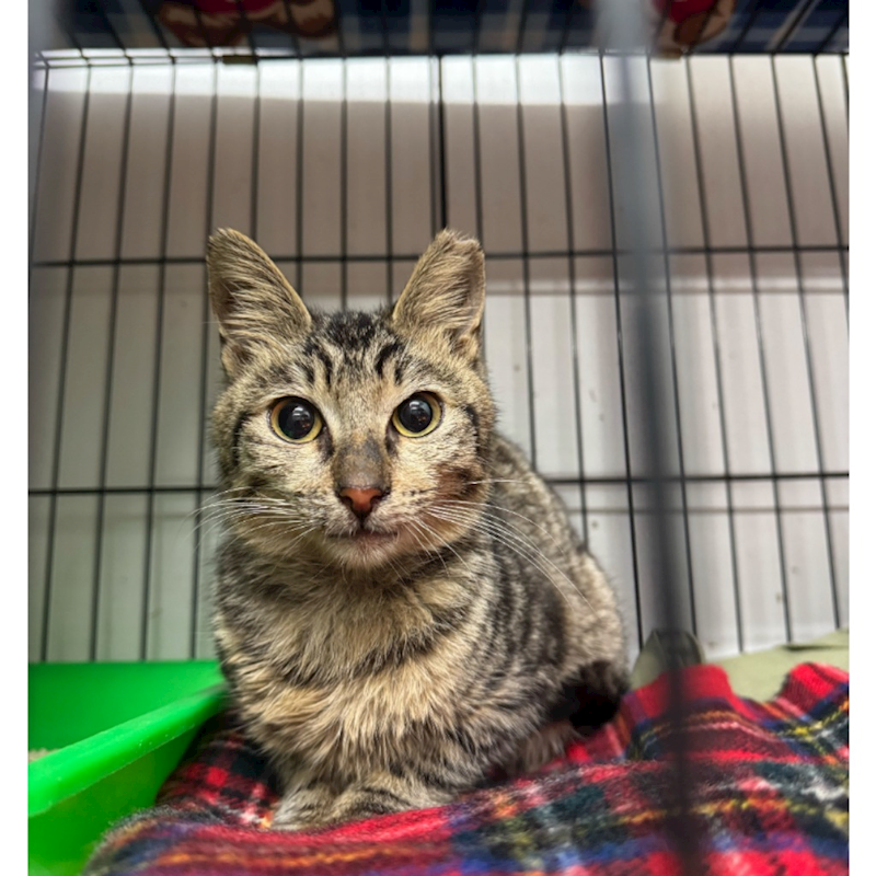 新北市淡水區公立動物之家,編號:438778, 混種貓                 