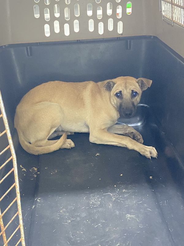 基隆市寵物銀行,編號:441806, 混種犬          