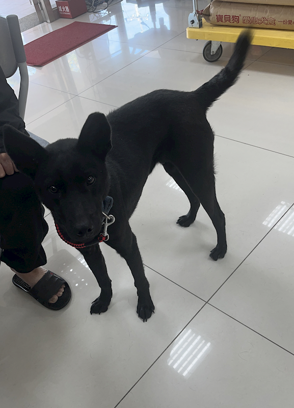 苗栗縣動物保護教育園區,編號:441804, 混種犬          