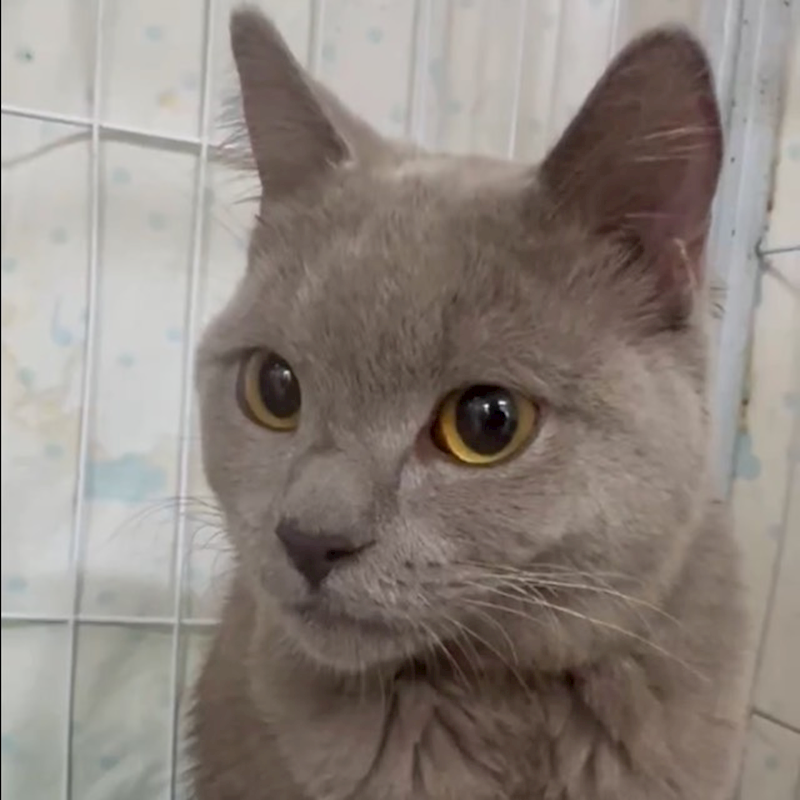 新北市新店區公立動物之家,編號:441782, 俄羅斯藍貓               