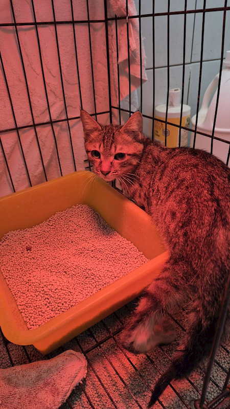 新北市八里區公立動物之家,編號:441776, 混種貓                 