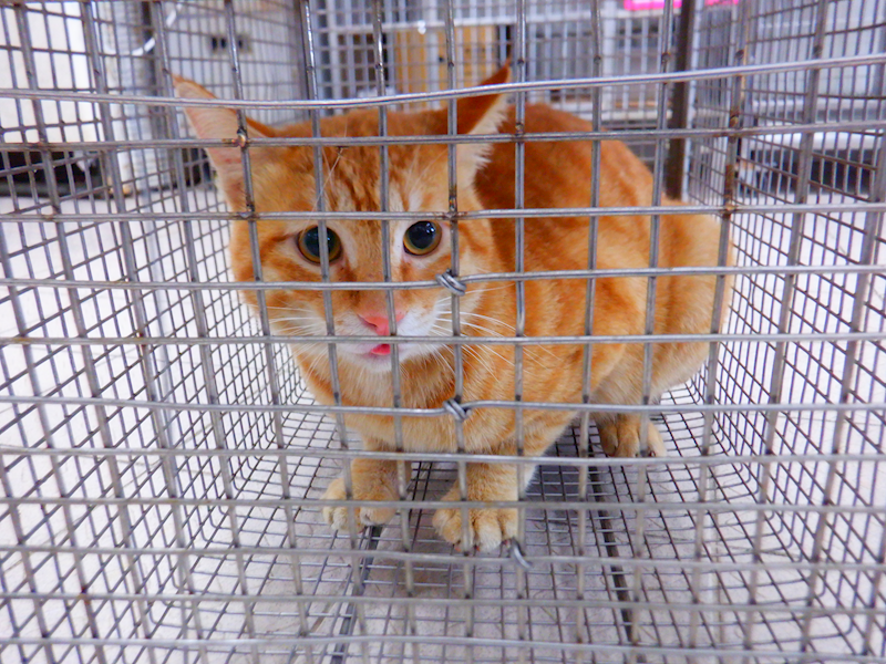 南投縣公立動物收容所,編號:441772, 混種貓                 