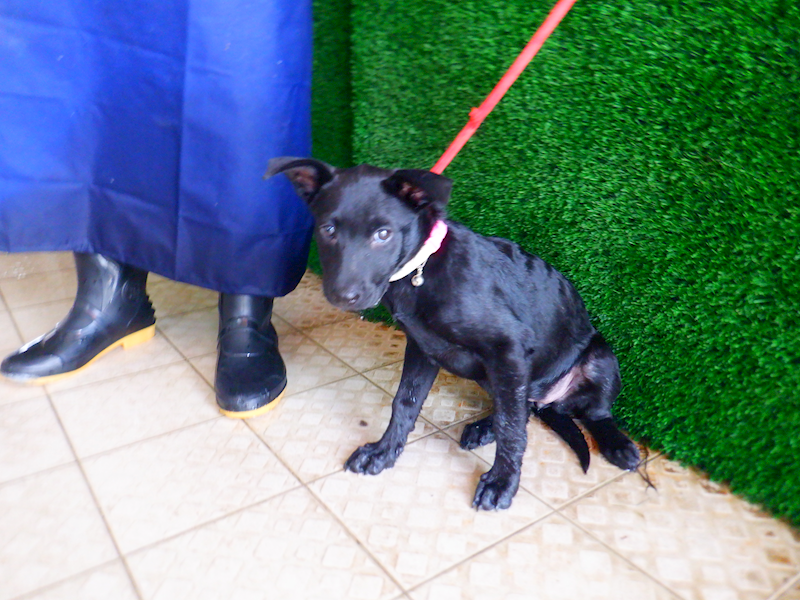 南投縣公立動物收容所,編號:441587, 混種犬          