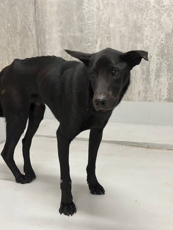 基隆市寵物銀行,編號:441767, 混種犬          