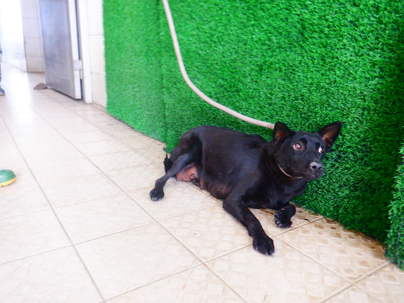 南投縣公立動物收容所,編號:441395, 混種犬          