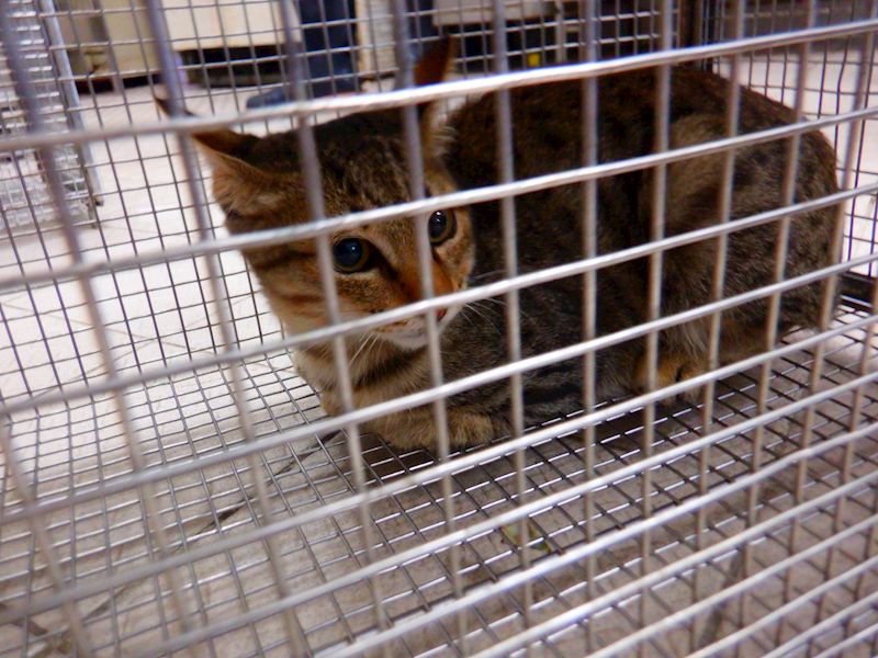 南投縣公立動物收容所,編號:441110, 混種貓                 