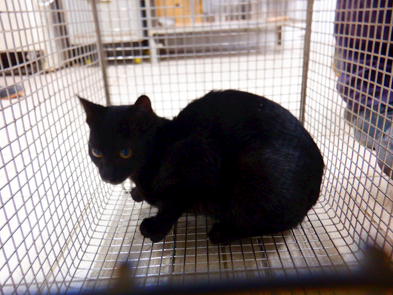 南投縣公立動物收容所,編號:441109, 混種貓                 