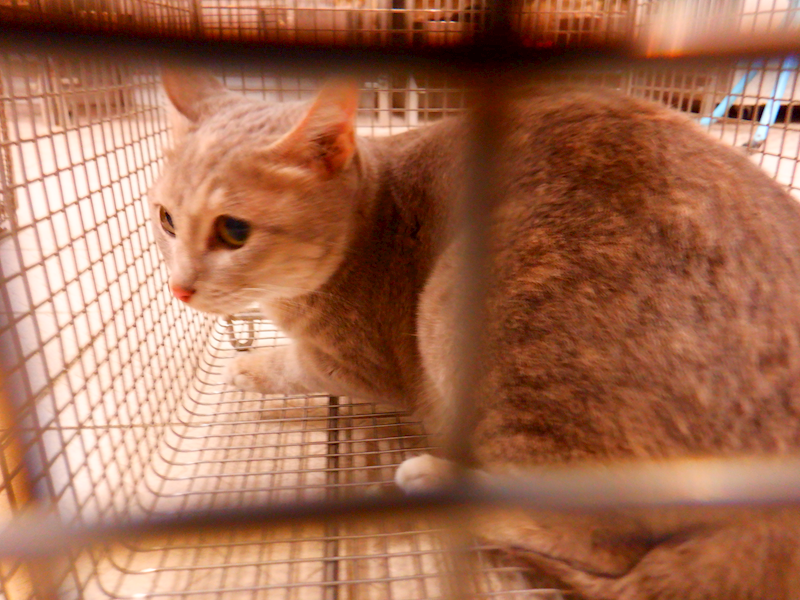 南投縣公立動物收容所,編號:441108, 混種貓                 