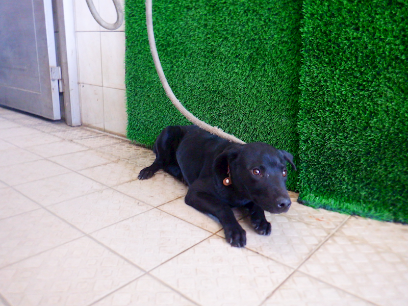 南投縣公立動物收容所,編號:441097, 混種犬          