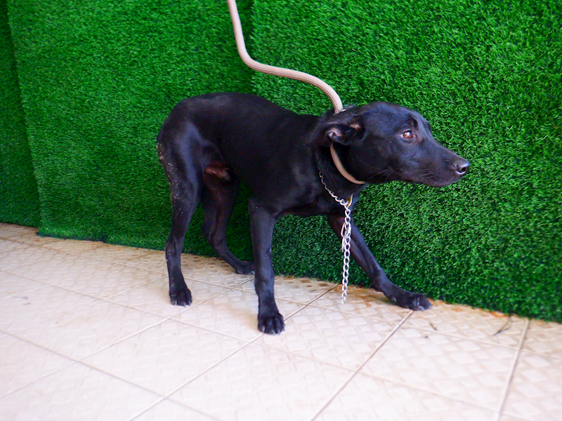 南投縣公立動物收容所,編號:440810, 混種犬          