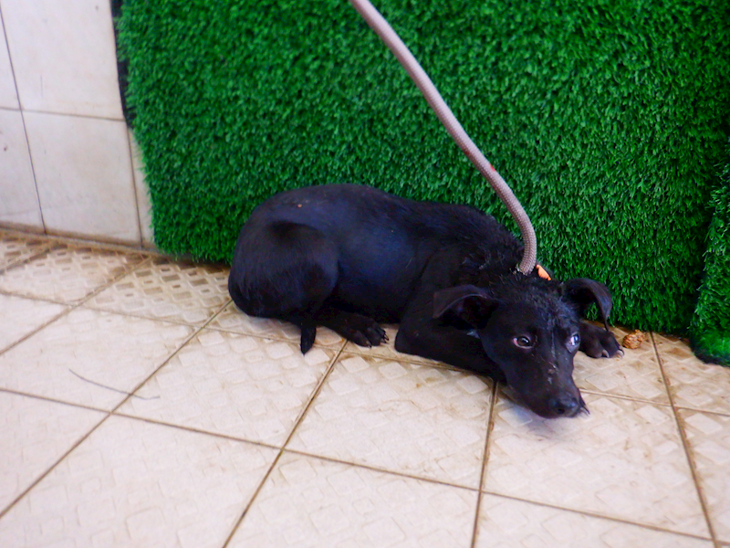 南投縣公立動物收容所,編號:440800, 混種犬          