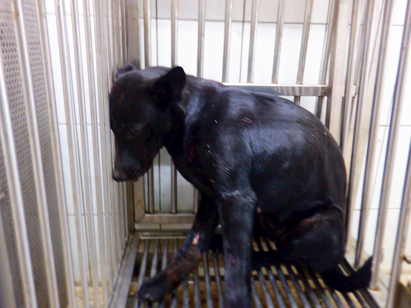 南投縣公立動物收容所,編號:440127, 混種犬          