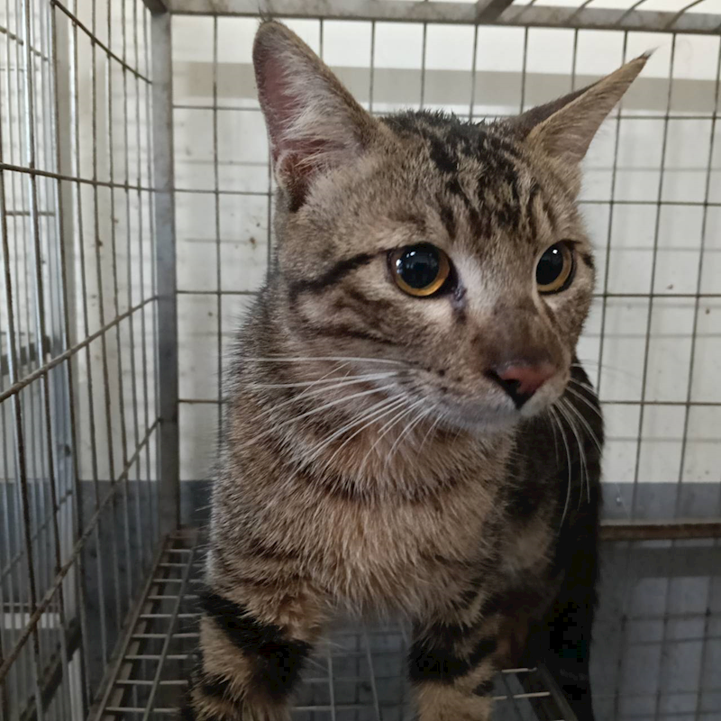 新竹市動物保護教育園區,編號:441756, 混種貓                 
