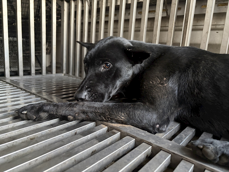 基隆市寵物銀行,編號:441851, 混種犬          