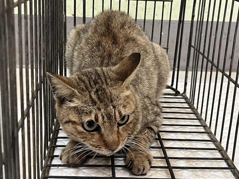金門縣動物收容中心,編號:441850, 混種貓                 