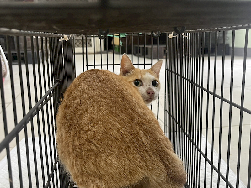 金門縣動物收容中心,編號:441849, 混種貓                 