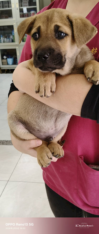 金門縣動物收容中心,編號:441848, 混種犬          