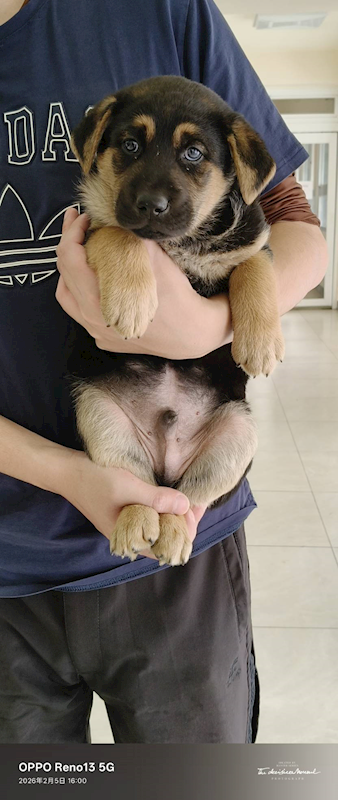 金門縣動物收容中心,編號:441847, 混種犬          