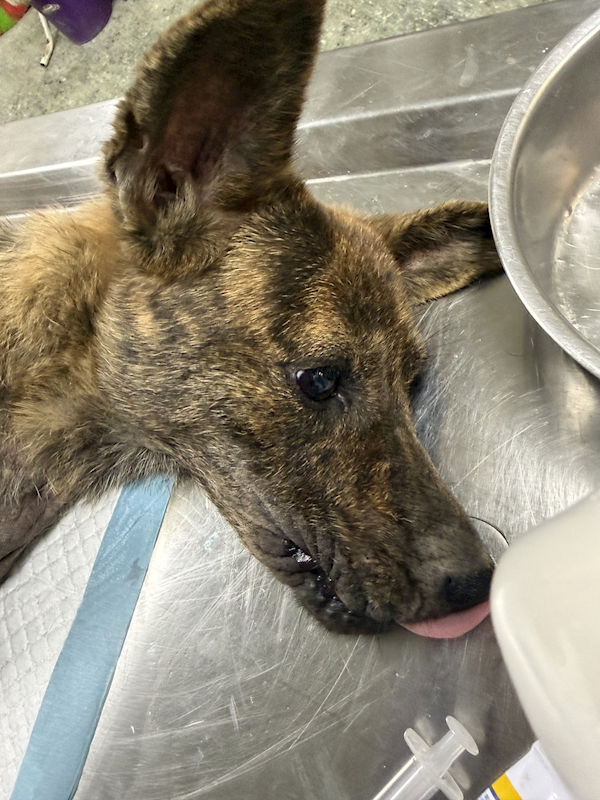 臺南市動物之家善化站,編號:441845, 混種犬          