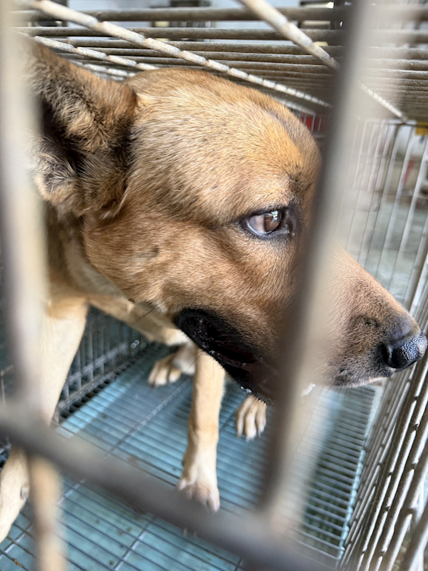 臺南市動物之家善化站,編號:441844, 混種犬          