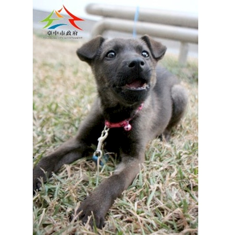 臺中市動物之家后里園區,編號:439920, 混種犬          