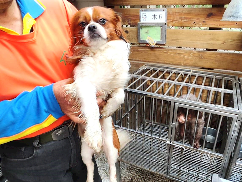 高雄市壽山動物保護教育園區,編號:441869, 西施犬              